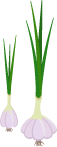 Vertically planted garlics