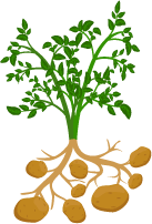 Planted potatoes