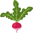 Vertically planted purplish-red radish