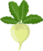 Vertically planted drop-shaped turnip